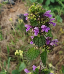 Ballota nigra