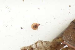 Planorbini