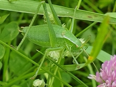 Isophya camptoxypha