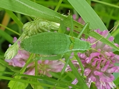 Isophya camptoxypha