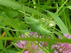Isophya camptoxypha