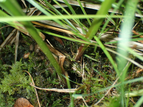 Image of Carex bullata by (c) John Baur, some rights reserved (CC BY)