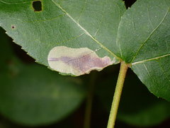 Cameraria caryaefoliella