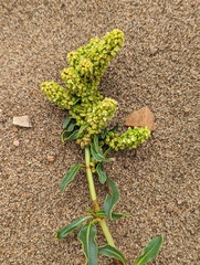 Rumex crassus