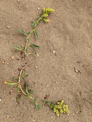 Rumex crassus