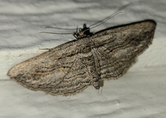 Iridopsis obliquaria