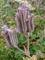 Phacelia tanacetifolia