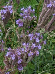 Phacelia tanacetifolia