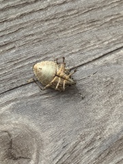 Halyomorpha halys