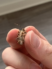 Halyomorpha halys