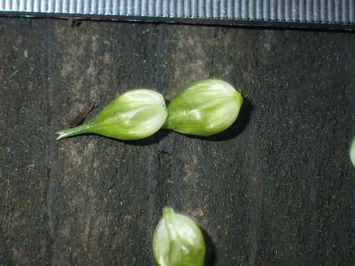 Image of Carex bullata by (c) John Baur, some rights reserved (CC BY)