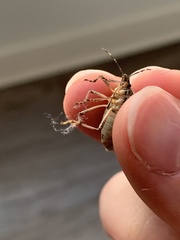 Halyomorpha halys