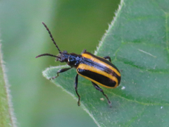 Lema confusa virgata