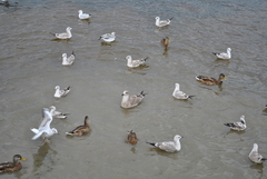 Larus argentatus