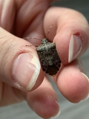 Halyomorpha halys