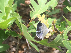 Celastrina echo cinerea