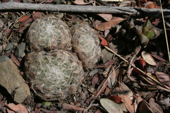Haworthia bolusii