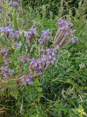 Phacelia tanacetifolia