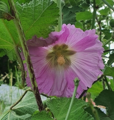 Alcea rosea