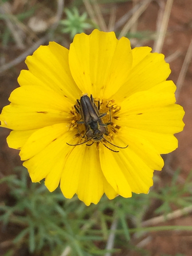Acmaeops proteus photo 2