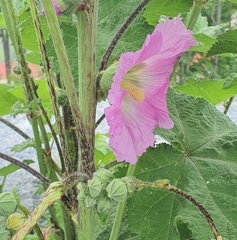 Alcea rosea