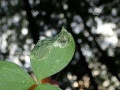 Parallelomma paridis