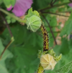 Alcea rosea
