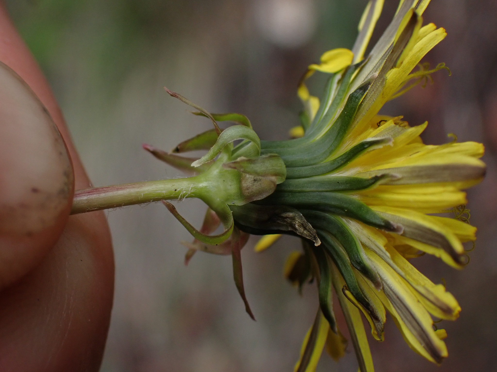 Involucral bracts of a common dandelion