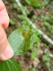 Parallelomma paridis