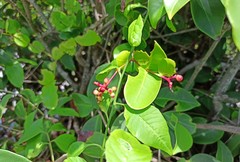 Guapira pernambucensis