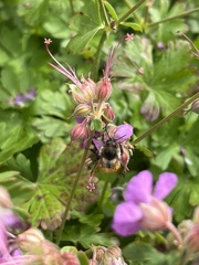 Bombus sylvicola
