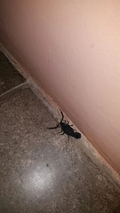 Centruroides limbatus