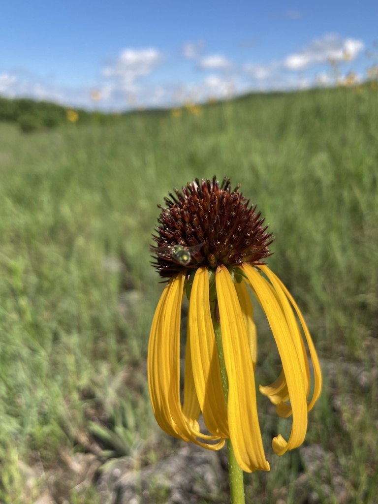 yellow coneflower from Lake of the Ozarks, Camden County, US-MO, US on ...