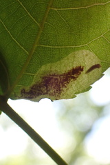 Cameraria caryaefoliella