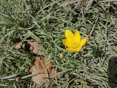 Zephyranthes citrina