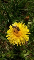 Apis mellifera