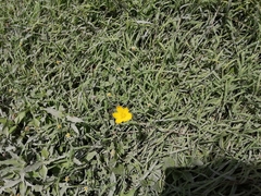 Zephyranthes citrina