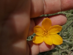 Zephyranthes citrina