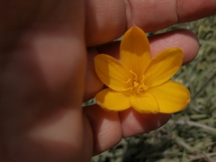 Zephyranthes citrina