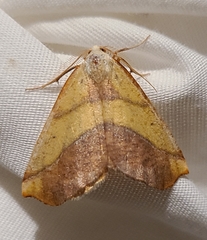 Sicya macularia