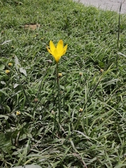 Zephyranthes citrina