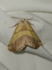Sicya macularia