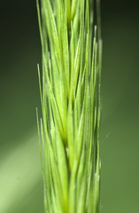 Hordelymus europaeus