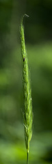 Hordelymus europaeus