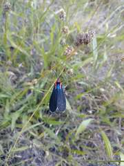 Ctenucha multifaria