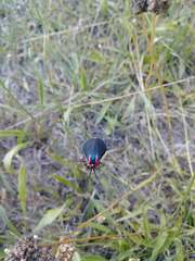 Ctenucha multifaria
