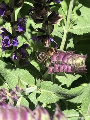 Apis mellifera