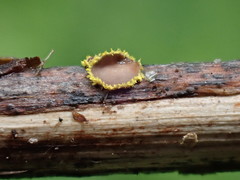 Trichopeziza mollissima