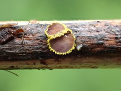 Trichopeziza mollissima