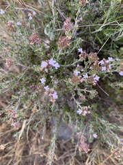 Thymus hyemalis